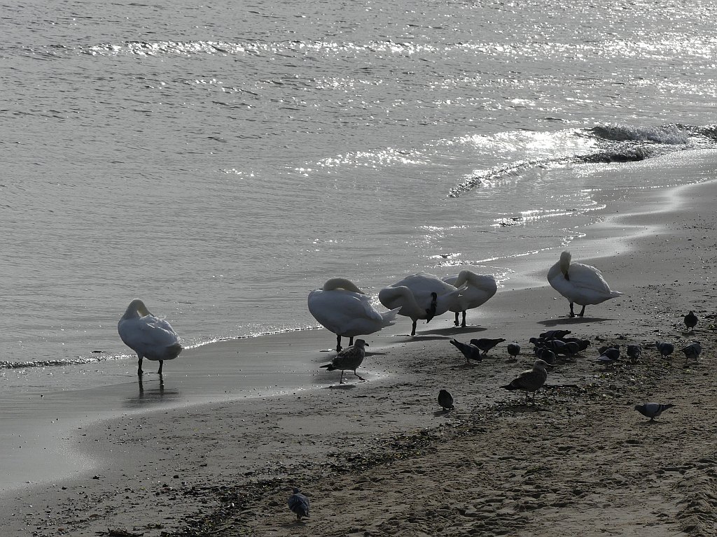 Danzica